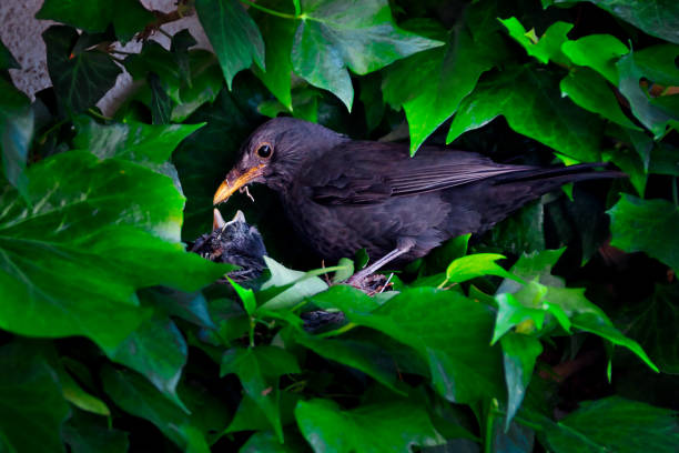 A Female Blackbird sits in its nest, Spring 2025