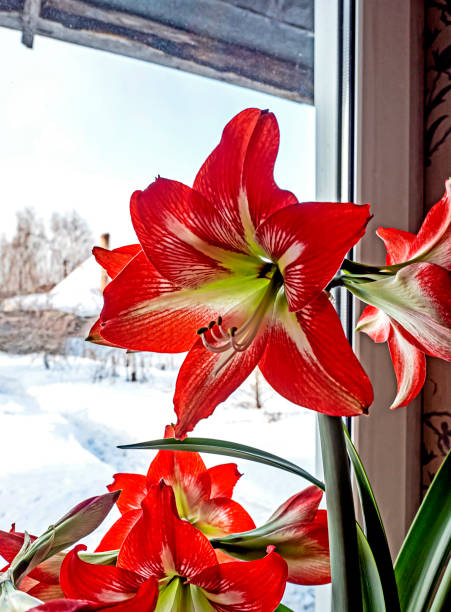 istock A beautiful amaryllis flower bloomed in a pot on the windowsill 2152899423