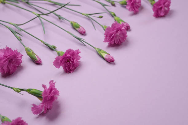istock Pink carnation flowers on a pink background. Flat lay composition. Side view. Space for text. 2152899515