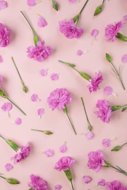 istock Seamless pattern of carnation flowers on a soft pink background. Top view, flat lay. Space for text. Easter, Women's day concept. Spring, summer flowers banner. 2152899595