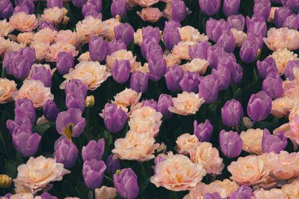 Close-up of mixed field of purple and light coral double late tulip flowers.