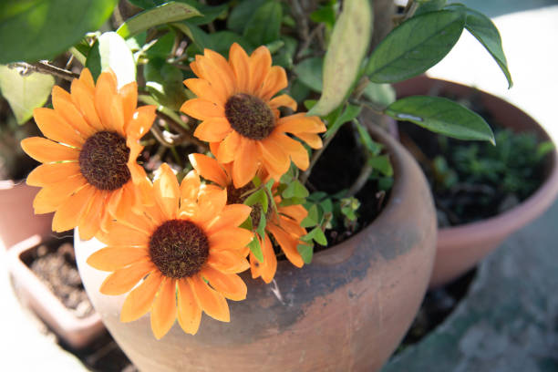 istock Yellow flowers in vase 2152901559