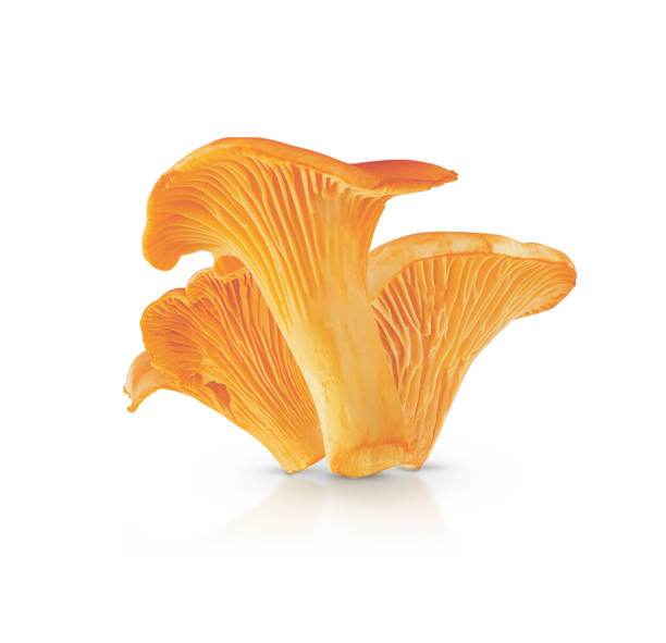 istock group of chanterelle mushrooms isolated on white background with shadow and reflection 2152901908