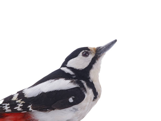 istock portrait great spotted woodpecker (Dendrocopos major) isolated on white background 2152902197