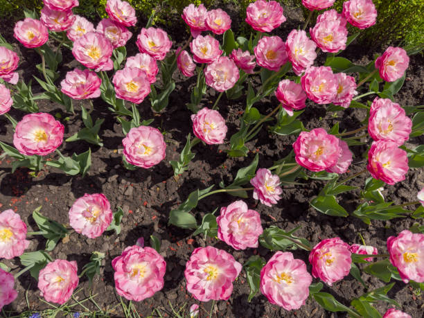istock Pink terry tulips on flower bed in park, top view 2152903730