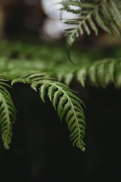 istock Beautiful green fern leaf 2152904805