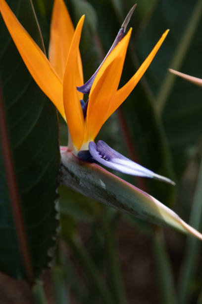 istock Strelitzia or Bird of Paradise flower 2152905114