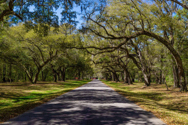 istock Oak tree lined road in Monks Corner, South Carolina, USA 2152909444