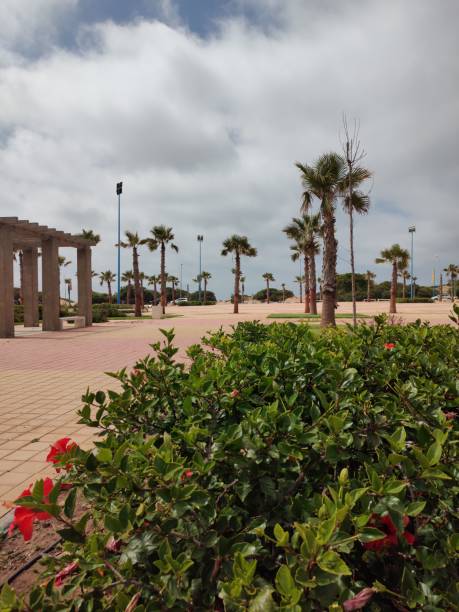 istock Beautiful Palm trees in the garden 2152910775