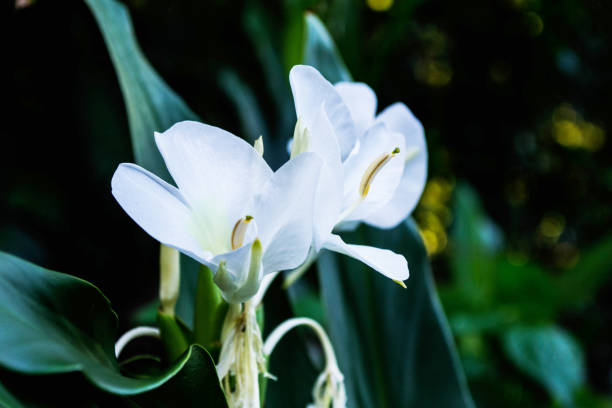 beautiful white flower in the garden