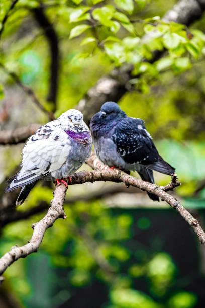 istock colorful dove sitting on a tree branch, vertical photo. 2152911881