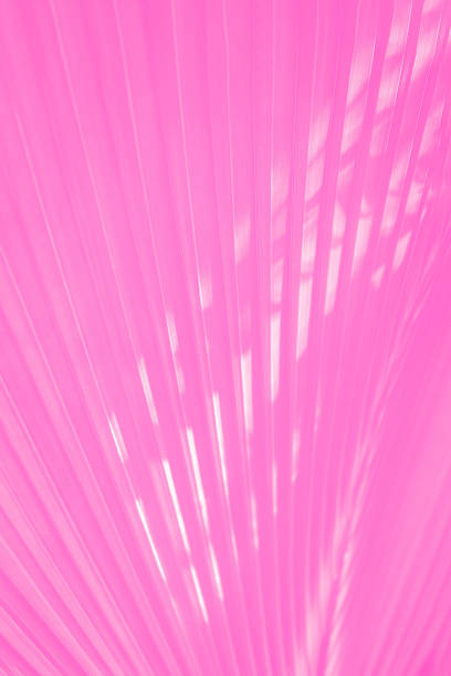 istock Vivid pink magenta corrugated palm leaf pattern background 2152912142