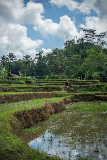 istock rice field in Bali, Indonesia. 2152912281