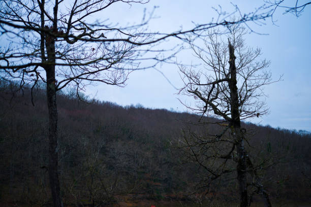Towering, majestic trees dominate the natural landscape, exuding strength and resilience in the heart of the forest.