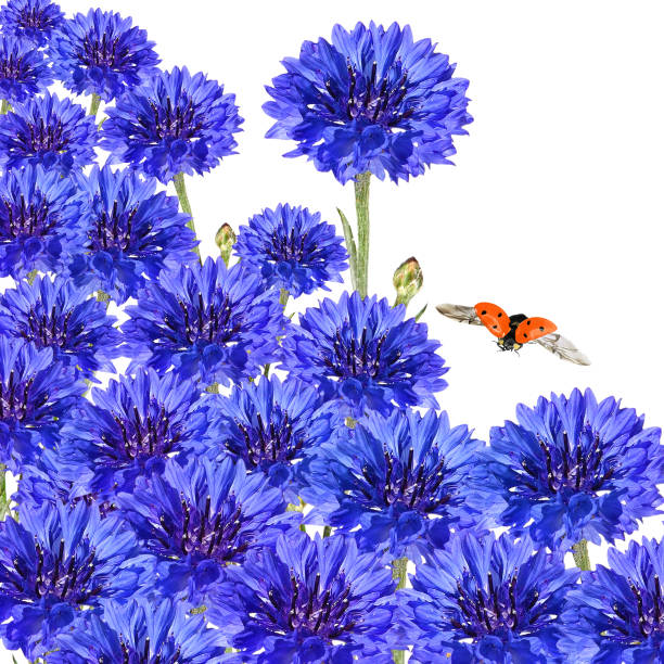 Blue flowers of cornflower. (Centaurea cyanus. Asteraceae). Red ladybug flying. Isolated on a white