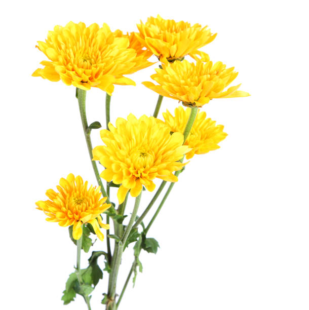 istock Beautiful yellow daisy (Aster) flowers isolated on a white background 2152915616