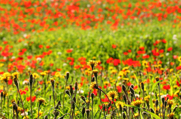 Yellow dandelions are blooming in green grass on sunny day. Flowering meadow of wild red anemones in the blur nature background. Macro nature