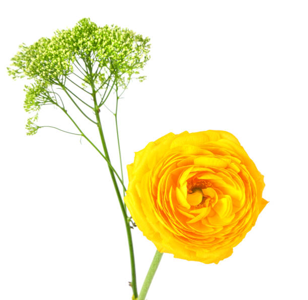 istock Flower of yellow buttercup isolated on a white 2152916148
