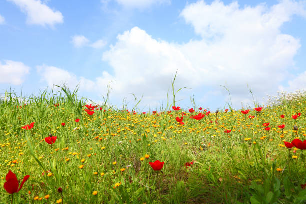 istock Red flowers spring tender blossoming on a glade 2152916152