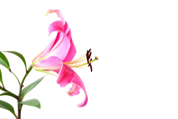 Flower of a pink lily on a white background