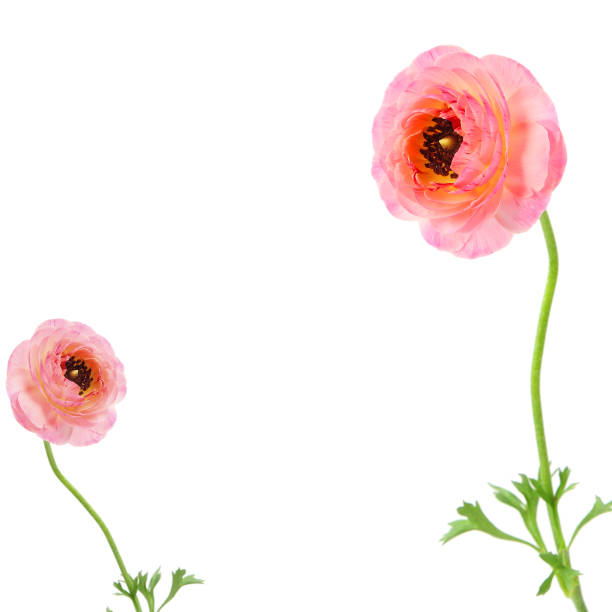 Two beautiful pink buttercup flowers (Ranuculus asiaticus) isolated on a white background