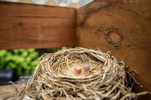 Swallow's nest under the eaves