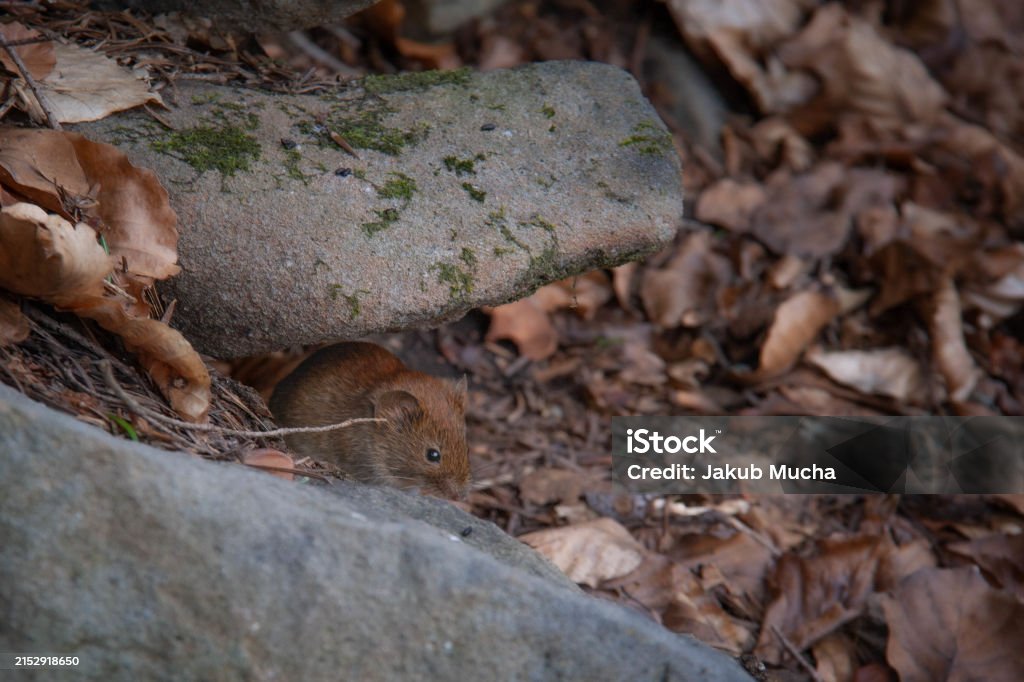 Mouse - Bez autorských poplatků Barevný obrázek Stock fotka Mouse - Bez autorských poplatků Barevný obrázek Stock fotka