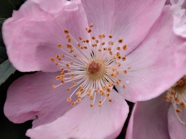 istock Carolina rose, pink flower, closeup 2152919737
