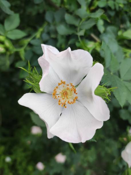 istock Fieldbriar (Rosa agrestis Savi), white flower closeup 2152919741