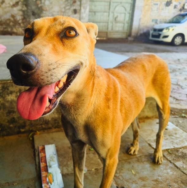 istock Indian dog with open mouth 2152920191