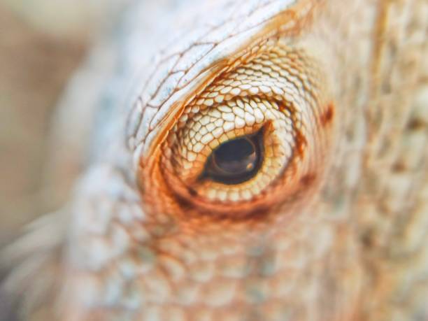 istock Eye of Oriental garden lizard 2152920779
