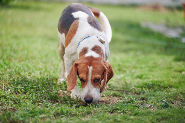 istock Beagle dog smell ground 2152920860