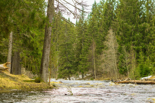 Landscape of a spring tall coniferous forest with a flowing wide river.