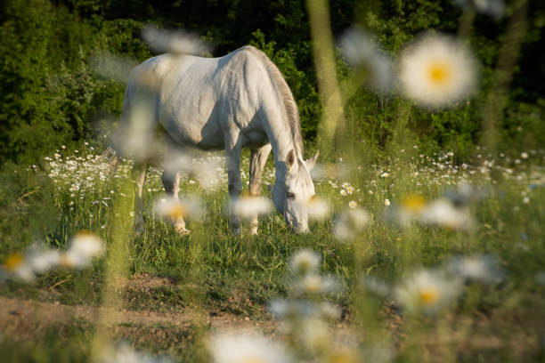 istock Horse chamomile field close-up. 2152922316