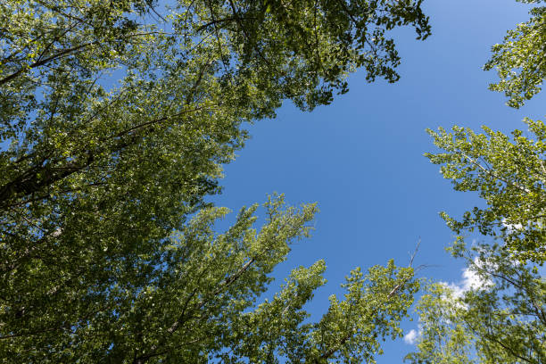 Looking Up To The Blue Sky