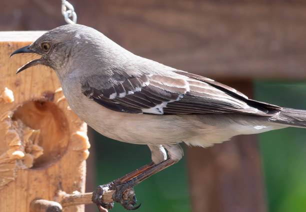 istock A Northern Mockingbird on the Peanut Butter feeder 2152923737
