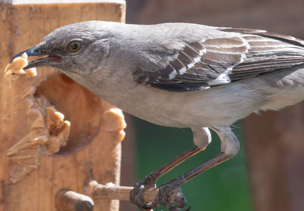 A Northern Mockingbird on the Peanut Butter feeder