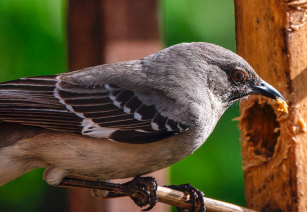 istock A Northern Mockingbird on the Peanut Butter feeder 2152923761