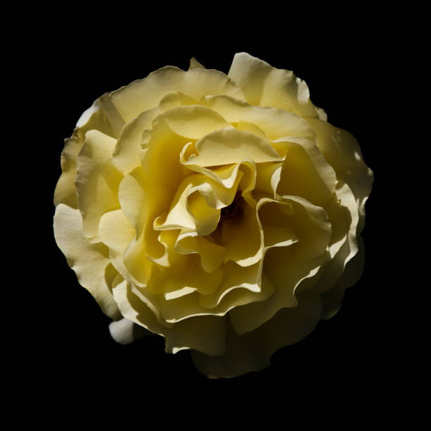 Yellow fully opened rose flower, isolated on black background