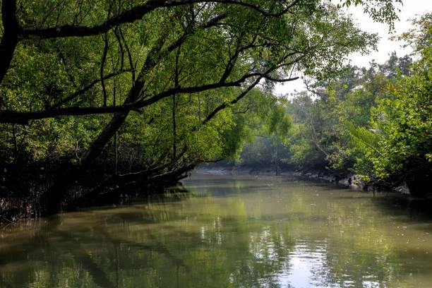 istock The Sundarbans, a UNESCO World Heritage Site. 2152924015