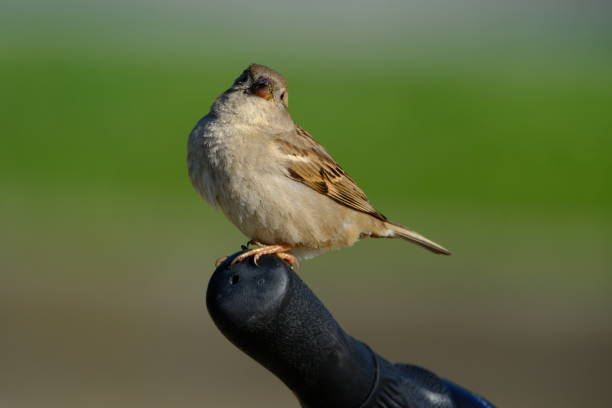 Young black redstart on green background .