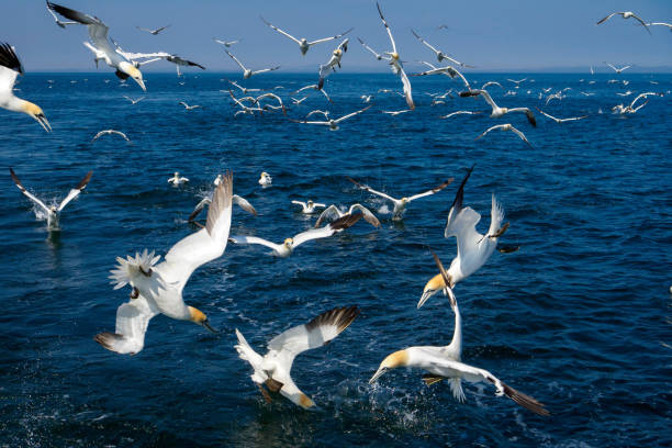 Northern Gannets (Morus bassana) feeding on fish thrown from a boat near the Gannet colony on Bass Rock, Scotland