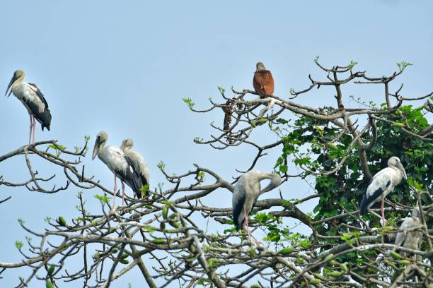 istock Flock of broadbill bird sitting on tree top 2152926512