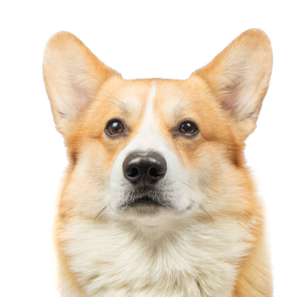 istock corgi welsh pembroke isolated on white background 2152926841