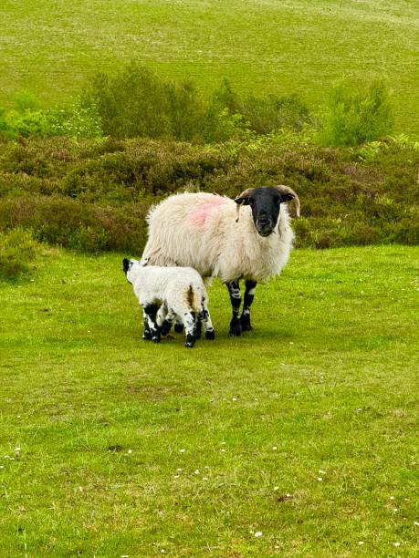 Quantock Matty 260+ Quantock Hills Stock Photos, Pictures & Royalty-Free Images - iStock