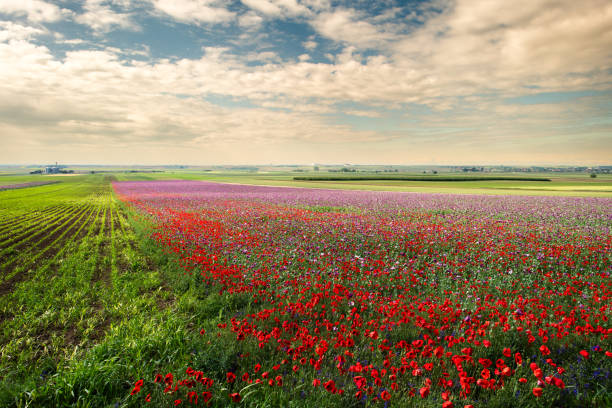 Red and purple flower field. Red and purple Poppy Anemone in the field