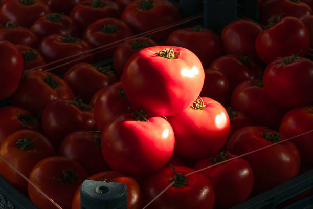 High angle shot of vegetables on farmer's market without people