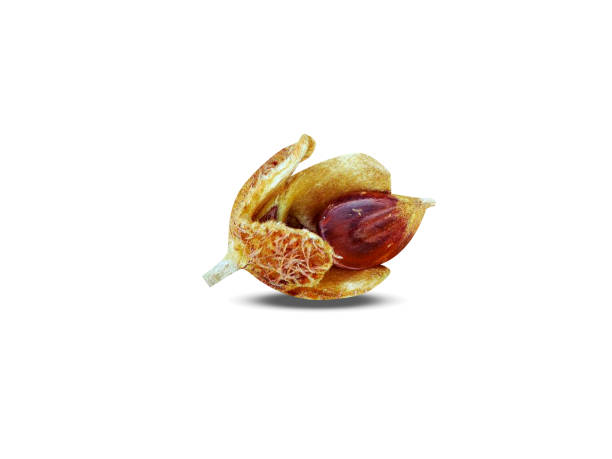 istock Fagus grandifolia or American beech 2152930966