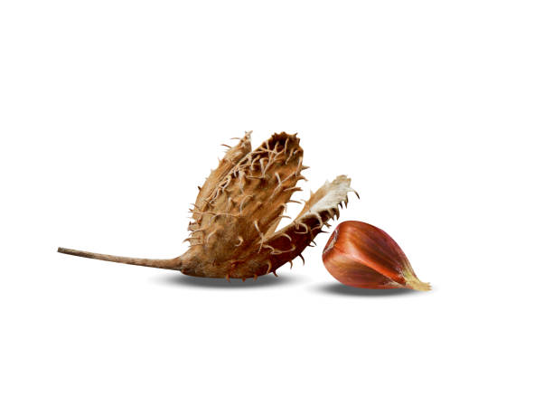 istock Fagus grandifolia or American beech 2152931044