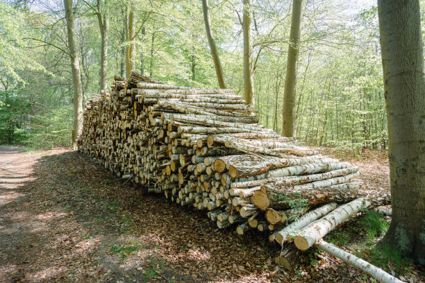 Stack of cut timber